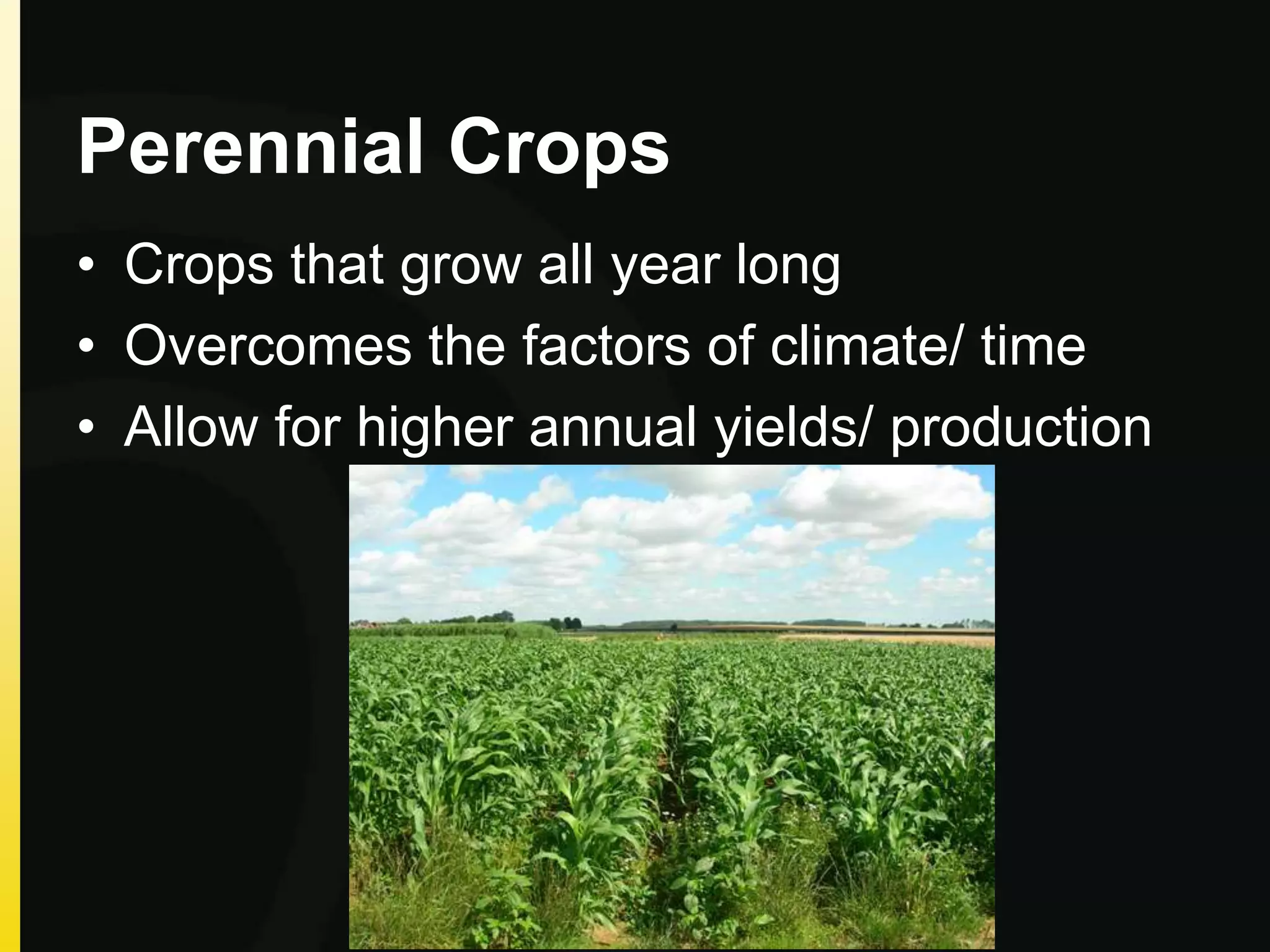 Perennial Crops
• Crops that grow all year long
• Overcomes the factors of climate/ time
• Allow for higher annual yields/ production
 