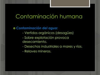 Contaminación humana
 Contaminación del agua:
- Vertidos orgánicos (desagües)
- Sobre explotación provoca
desecamiento.
- Desechos industriales a mares y ríos.
- Relaves mineros.
 