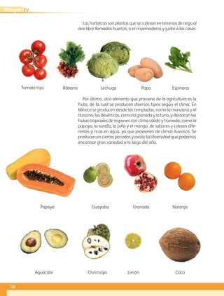 Las hortalizas son plantas que se cultivan en terrenos de riego al
aire libre llamados huertos, o en invernaderos y junto a las casas.
Por último, otro alimento que proviene de la agricultura es la
fruta, de la cual se producen diversos tipos según el clima. En
México se producen desde las templadas, como la manzana y el
durazno; las desérticas, como la granada y la tuna, y destacan las
frutas tropicales de regiones con clima cálido y húmedo, como la
papaya, la sandía, la piña y el mango, de sabores y colores dife-
rentes y ricas en agua, ya que provienen de climas lluviosos. Se
producen en ciertos periodos y existe tal diversidad que podemos
encontrar gran variedad a lo largo del año.
Tomate rojo Rábano Lechuga Papa Espinaca
Guayaba
CocoAguacate
Granada
LimónChirimoya
Papaya Naranja
IVBloque
120
GEOGRAFIA-4-P-114-147*.indd 120 24/10/17 19:20
 