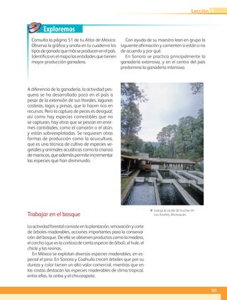 Exploremos
A diferencia de la ganadería, la actividad pes-
quera se ha desarrollado poco en el país a
pesar de la extensión de sus litorales, lagunas
costeras, lagos y presas, que lo hacen rico en
recursos. Pero la captura de peces es desigual;
así como hay especies comestibles que no
se capturan, hay otras que se pescan en enor-
mes cantidades, como el camarón o el atún,
y están sobreexplotadas. Se requieren otras
formas de producción como la acuicultura,
que es una técnica de cultivo de especies ve-
getales y animales acuáticas como la crianza
demariscos,queademáspermiteincrementar
las especies que han disminuido.
ΕΕ Granja acuícola de truchas en
Los Azufres, Michoacán.
Consulta la página 51 de tu Atlas de México.
Observa la gráfica y anota en tu cuaderno los
tiposdeganadoquemásseproducenenelpaís.
Identifica en el mapa las entidades que tienen
mayor producción ganadera.
Con ayuda de su maestro lean en grupo la
siguiente afirmación y comenten si están o no
de acuerdo y por qué.
En Sonora se practica principalmente la
ganadería extensiva, y en el centro del país
predomina la ganadería intensiva.
Trabajar en el bosque
Laactividadforestalconsisteenlaplantación,renovaciónycorte
de árboles maderables, acciones importantes para la conserva-
ción del bosque. De ella se obtienen productos como la madera,
el corcho (que es la corteza de cierta especie de árbol), el hule, el
chicle y las resinas.
En México se explotan diversas especies maderables, en es-
pecial el pino. En Sonora y Coahuila crecen árboles que por su
dureza y color tienen un alto valor comercial, mientras que en
las costas destacan las especies maderables de clima tropical,
entre ellas, la ceiba y el chicozapote.
123
Lección 1
GEO-4-P.indb 123 06/11/15 16:34
 