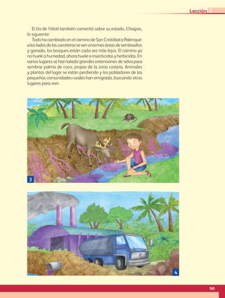 El tío de Yólotl también comentó sobre su estado, Chiapas,
lo siguiente:
Todo ha cambiado en el camino de San Cristóbal a Palenque:
alosladosdelascarreterassevenenormesáreasdesembradíos
y ganado, los bosques están cada vez más lejos. El camino ya
no huele a humedad, ahora huele a insecticidas y herbicidas. En
varios lugares se han talado grandes extensiones de selva para
sembrar palma de coco, propia de la zona costera. Animales
y plantas del lugar se están perdiendo y los pobladores de las
pequeñas comunidades rurales han emigrado, buscando otros
lugares para vivir.
3
4
163
Lección 2
GEO-4-P-148-183.indd 163 20/01/17 11:36
 