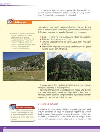 Actividad
Utiliza el mapa con división política de la página 20 de tu Atlas de
México. Reúnete con un compañero, comparen este mapa con el
de la página anterior y respondan las siguientes preguntas:
•• ¿Cuál es el clima y la vegetación que predominan en el país?
•• ¿Cuántos climas hay en tu entidad?
•• Compara tu estado con el de Donají, ¿cuál tiene más tipos
de climas?
•• Identifica las regiones climáticas y de vegetación en que se
divide el estado de Chihuahua.
En grupo, comenten: ¿qué componente genera más regiones
en el país, el clima o la división política?
Tanto los climas como la vegetación, el relieve y la división
política se consideran para delimitar regiones en nuestro país; sin
embargo,nosonlosúnicoscomponentesdeespacioquepermiten
organizar un territorio de distintas formas.
✥ Un dato interesante
Lafloramexicanaesunade
las más variadas del planeta. Por
sudiversidaddeespecies,nuestro
país ocupa el cuarto lugar en el
mundo.
Los mapas de regiones, como el que acabas de completar te
ayudan a conocer más acerca del lugar en el que vives y muchos
otros. Compruébalo con la siguiente actividad.
ΕΕ Dos regiones naturales muy diferentes,
como el semidesierto de la meseta
y los bosques de las sierras de
Chihuahua, pueden desarrollarse una
junto a la otra gracias a que el relieve
montañoso reduce la temperatura,
provoca la lluvia en el verano o la nieve
durante el invierno, y favorece
el crecimiento de los bosques.
Diversidad cultural
Además de su riqueza natural, México tiene una gran diversidad
cultural. Si realizas un viaje por diferentes regiones de México,
desde el sureste hasta el norte, encontrarás coloridos y pintorescos
poblados que muestran la riqueza de los pueblos indígenas, des-
cubrirás las lenguas que hablan y sabrás cómo son sus artesanías.
34
IBloque
GEOGRAFIA-4-P-001-041*.indd 34 09/08/17 12:43
 