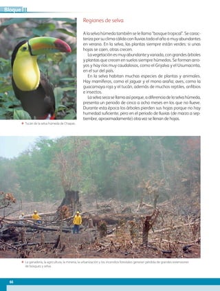 A la selva húmeda también se le llama “bosque tropical”. Se carac-
teriza por su clima cálido con lluvias todo el año o muy abundantes
en verano. En la selva, las plantas siempre están verdes: si unas
hojas se caen, otras crecen.
La vegetación es muy abundante y variada, con grandes árboles
y plantas que crecen en suelos siempre húmedos. Se forman arro-
yos y hay ríos muy caudalosos, como el Grijalva y el Usumacinta,
en el sur del país.
En la selva habitan muchas especies de plantas y animales.
Hay mamíferos, como el jaguar y el mono araña; aves, como la
guacamaya roja y el tucán, además de muchos reptiles, anfibios
e insectos.
La selva seca se llama así porque, a diferencia de la selva húmeda,
presenta un periodo de cinco a ocho meses en los que no llueve.
Durante esta época los árboles pierden sus hojas porque no hay
humedad suficiente, pero en el periodo de lluvias (de marzo a sep-
tiembre, aproximadamente) otra vez se llenan de hojas.
ΕΕ La ganadería, la agricultura, la minería, la urbanización y los incendios forestales generan pérdida de grandes extensiones
de bosques y selva.
ΕΕ Tucán de la selva húmeda de Chiapas.
Regiones de selva
66
IIBloque
GEOGRAFIA-4-P-042-083.indd 66 08/08/17 13:23
 