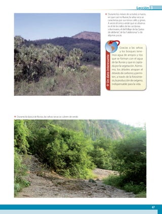 ΕΕ Durante los meses de octubre a marzo,
en que casi no llueve, la selva seca se
caracteriza por sus tonos cafés y grises.
A veces el único verde que se observa
es el de los tallos de las cactáceas
columnares, el del follaje de las“patas
de elefante”, de las“calderonas”o de
algunas yucas.
ΕΕ Durante la época de lluvias, las selvas secas se cubren de verde.
✥Undatointeresante
Gracias a las selvas
y los bosques tene-
mos agua de arroyos y ríos
que se forman con el agua
de las lluvias y que es capta-
da por la vegetación. Asimis-
mo, los árboles atrapan el
dióxido de carbono y permi-
ten, a través de la fotosínte-
sis,laproduccióndeoxígeno,
indispensable para la vida.
67
Lección 3
GEO-4-P.indb 67 06/11/15 16:18
 