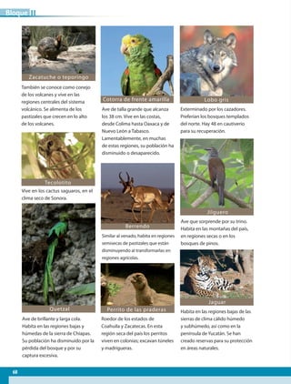 Exterminado por los cazadores.
Preferían los bosques templados
del norte. Hay 48 en cautiverio
para su recuperación.
Vive en los cactus saguaros, en el
clima seco de Sonora.
Ave que sorprende por su trino.
Habita en las montañas del país,
en regiones secas o en los
bosques de pinos.
Ave de brillante y larga cola.
Habita en las regiones bajas y
húmedas de la sierra de Chiapas.
Su población ha disminuido por la
pérdida del bosque y por su
captura excesiva.
Habita en las regiones bajas de las
sierras de clima cálido húmedo
y subhúmedo, así como en la
península de Yucatán. Se han
creado reservas para su protección
en áreas naturales.
Roedor de los estados de
Coahuila y Zacatecas. En esta
región seca del país los perritos
viven en colonias; excavan túneles
y madrigueras.
Similar al venado, habita en regiones
semisecas de pastizales que están
disminuyendo al transformarlas en
regiones agrícolas.
Berrendo
Tecolotito
También se conoce como conejo
de los volcanes y vive en las
regiones centrales del sistema
volcánico. Se alimenta de los
pastizales que crecen en lo alto
de los volcanes.
Zacatuche o teporingo
Jilguero
Jaguar
Quetzal
Lobo gris
Ave de talla grande que alcanza
los 38 cm. Vive en las costas,
desde Colima hasta Oaxaca y de
Nuevo León a Tabasco.
Lamentablemente, en muchas
de estas regiones, su población ha
disminuido o desaparecido.
Cotorra de frente amarilla
Perrito de las praderas
68
IIBloque
GEO-4-P-042-083.indd 68 18/12/15 18:40
 