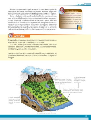 Actividad
Seestimaqueennuestropaísseencuentraunadécimapartede
las especies de plantas y animales del planeta. Además, ocupa uno
de los primeros lugares en diversidad de plantas, anfibios y reptiles.
Como estudiaste en la lección anterior, México cuenta con una
gran biodiversidad de especies animales, pero muchas se encuen-
tran en peligro de extinción debido, entre otras causas, a la caza
indiscriminada; también varias especies han desaparecido. La fau-
na es un factor importante en el equilibrio ecológico y ambiental
de nuestro planeta: cuando una especie desaparece se rompe la
cadena alimentaria y se afecta el ecosistema al que pertenecía.
Organizados en equipos, investiguen si hay especies animales o
vegetales en peligro de extinción en su municipio.
Elaboren carteles y anoten la información en textos, como si se
tratara de la sección Un dato interesante. Ilústrenlos con mapas
e imágenes y colóquenlos en su salón.
	
La vegetación es un recurso natural renovable muy importante, ya
que ofrece beneficios como los que se muestran en la siguiente
imagen.
El agua es retenida por
las plantas, escurre y
se infiltra al subsuelo
llenando los mantos
acuíferos.
Filtración
Lago
acuífero
Lluvia
La vegetación es fuente de alimentos.
Los árboles regulan la tempera-
tura al interceptar la luz del sol y
agregar humedad al ambiente,
provocando lluvias.
Losárbolestransforman
el dióxido de carbono
en oxígeno a través de
la fotosíntesis.
Retienen el polvo, las impurezas y
disminuyen la velocidad del viento
previniendo así el desgaste del suelo.
✥ Consulta en...
Visita la página http://
www.biodiversidad.gob.mxpara
saber más sobre la biodiversidad,
especies,regionesyacuerdosque
se han hecho para proteger la
naturalezaen Méxicoyelmundo.
77
Lección 4
GEO-4-P.indb 77 06/11/15 16:18
 