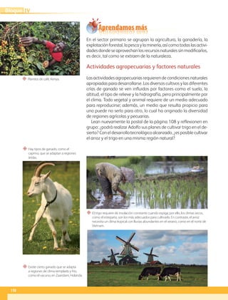 “ Plantíos de café, Kenya.
“ El trigo requiere de insolación constante cuando espiga; por ello, los climas secos,
como el estepario, son los más adecuados para cultivarlo. En contraste, el arroz
necesita un clima tropical con lluvias abundantes en el verano, como en el norte de
Vietnam.
“ Hay tipos de ganado, como el
caprino, que se adaptan a regiones
áridas.
“ Existe cierto ganado que se adapta
a regiones de clima templado y frío,
como el vacuno, en Zaandam, Holanda.
Aprendamos más
En el sector primario se agrupan la agricultura, la ganadería, la
explotación forestal, la pesca y la minería,así comotodaslas activi-
dades donde se aprovechan los recursos naturales sin modificarlos,
es decir, tal como se extraen de la naturaleza.
Actividades agropecuarias y factores naturales
Las actividades agropecuarias requieren de condiciones naturales
apropiadas para desarrollarse. Los diversos cultivos y las diferentes
crías de ganado se ven influidos por factores como el suelo, la
altitud, el tipo de relieve y la hidrografía, pero principalmente por
el clima. Todo vegetal y animal requiere de un medio adecuado
para reproducirse; además, un medio que resulta propicio para
uno puede no serlo para otro, lo cual ha originado la diversidad
de regiones agrícolas y pecuarias.
Lean nuevamente la postal de la página 108 y reflexionen en
grupo: ¿podrá realizar Adolfo sus planes de cultivar trigo en el de-
sierto? Con el desarrollo tecnológico alcanzado, ¿es posible cultivar
el arroz y el trigo en una misma región natural?
110
IV
Bloque
GEO-5-P-106-145.indd 110 26/11/19 17:27
 