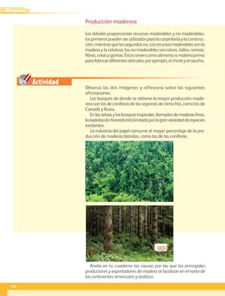 Actividad
Observa las dos imágenes y reflexiona sobre las siguientes
afirmaciones.
Los bosques de donde se obtiene la mayor producción made-
rera son los de coníferas de las regiones de clima frío, como los de
Canadá y Rusia.
En las selvas y los bosques tropicales, llamados de maderas finas,
laexplotaciónforestalestálimitadaporlagranvariedaddeespecies
existentes.
La industria del papel consume el mayor porcentaje de la pro-
ducción de maderas blandas, como las de las coníferas.
Producción maderera
Los árboles proporcionan recursos maderables y no maderables:
los primeros pueden ser utilizados para la carpintería y la construc-
ción, mientras que los segundos no. Los recursos maderables son la
madera y la celulosa; los no maderables son raíces, tallos, resinas,
fibras, ceras y gomas. Éstos sirven como alimento o materia prima
para fabricar diferentes artículos, por ejemplo, el chicle y el caucho.
Anota en tu cuaderno las causas por las que los principales
productores y exportadores de madera se localizan en el norte de
los continentes americano y asiático.
114
IV
Bloque
GEO-5-P-106-145.indd 114 28/10/19 14:29
 