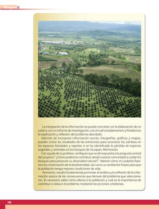 La integración de la información se puede concretar con la elaboración de un
cartel y con un informe de investigación, con el cual complementen y fortalezcan
la explicación y reflexión del problema abordado.
Además de incorporar información escrita, fotografías, gráficas y mapas,
pueden incluir los resultados de las entrevistas para reconocer los cambios en
los espacios forestales y reportar si se ha identificado la pérdida de especies
vegetales y animales en los bosques de Uruapan, Michoacán.
Con ayuda de su profesor, verifiquen que se dé respuesta a la pregunta central
del proyecto “¿Cómo podemos contribuir desde nuestra comunidad a cuidar los
bosques para preservar su diversidad natural?”. Valoren cómo el cuidarlos favo-
rece la conservación de la biodiversidad, así como un ambiente limpio para que
la población tenga mejores condiciones de vida.
Asimismo, resulta fundamental promover el análisis y la reflexión de la infor-
mación acerca de las consecuencias que derivan del problema que selecciona-
ron. Es necesario saber cómo afecta a la población y cuál es la importancia de
contribuir a reducir el problema mediante las acciones cotidianas.
180
V
Bloque
GEO-5-P-146-186.indd 180 28/10/19 14:33
 
