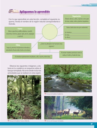 Apliquemos lo aprendido
Con lo que aprendiste en esta lección, completa el siguiente es-
quema. Anota el nombre de la región natural correspondiente e
ilústrala.
Observa las siguientes imágenes y ela-
bora en tu cuaderno un esquema sobre el
bosque templado. No se te olvide incluir las
actividades que se realizan en esta región.
Vegetación
Árboles densos y altos, especies como palo
de rosa, caoba, cedro y plantas trepadoras.
Fauna
Mono capuchino, ardilla voladora, mandril,
anaconda, insectos, jaguar, tapir, pecarí, papagayo
y quetzal.
Clima
Tropical, presenta temperaturas elevadas y
abundantes lluvias todo el año o en verano.
Al extraer maderas preciosas como la
caoba, el cedro y el palo de rosa.
Al introducir plantaciones de plátano, café y caucho, entre otras.
¿Cómo ha alterado el ser humano estas
regiones?
Países (selecciona tres por continente)
En América:
En Asia:
En África:
“Bosque templado, Inglaterra.
“Bosque templado, Nueva Zelanda. “Ciervos de bosque templado.
67
Lección 4
GEO-5-P-038-071.indd 67 26/11/19 17:21
 