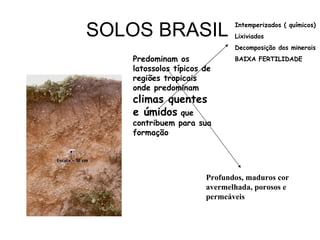 SOLOS BRASIL  Predominam os latossolos típicos de regiões tropicais onde predominam  climas quentes e úmidos  que contribuem para sua formação Intemperizados ( químicos) Lixiviados Decomposição dos minerais BAIXA FERTILIDADE Profundos, maduros cor avermelhada, porosos e permeáveis 