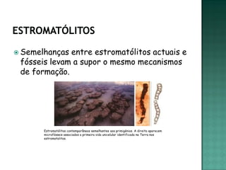  Semelhanças entre estromatólitos actuais e
 fósseis levam a supor o mesmo mecanismos
 de formação.




       Estromatólitos contemporâneos semelhantes aos primigénios. A direita aparecem
       microfósseis associados a primeira vida unicelular identificada na Terra nos
       estromatolitos.
 