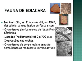  Na Austrália, em Eduacara Hill, em 1947,
  descobriu-se uma jazida de fósseis com:
- Organismos pluricelulares de idade Pré-
  Câmbrica.
- Datados (radiometria) 680 a 700 M.a.
- Impressões nas rochas.
- Organismos de corpo mole e aspecto
  semelhante as medusas e vermes actuais.
 