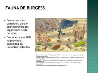    Fauna que mais
    contribuiu para o
    conhecimento dos
    organismos deste
    período.
   Descoberta em 1909
    na província
    canadiana da
    Colúmbia Britânica.

                          Some of the diversity of the Burgess Shale biota is depicted in the drawing above by Sam Gon
                          III and John Whorrall.
                          Trilobites such as Olenoides serratus (1) were a minority among a diversity of arthropods such
                          as Sidneyia (9),
                          Waptia (17), Helmetia (13), Sanctacaris (18), Tegopelte (15), Naraoia (16), Leanchoilia (10),
                          Canadaspis (12),
                          Odaraia (19), Marrella (11), and Burgessia (14), as well as oddities such as Opabinia (24),
                          Wiwaxia (26),
                          Hallucigenia (20), and the giant predator, Anomalocaris (28).
 