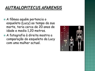  A fêmea aquém pertencia o
  esqueleto (Lucy) ao tempo da sua
  morte, teria cerca de 20 anos de
  idade e media 1,20 metros.
 A fotografia à direita mostra a
  comparação do esqueleto da Lucy
  com uma mulher actual.
 