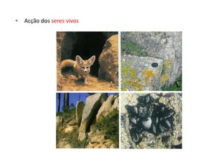 • Acção dos seres vivos
 