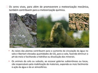 ⮚ Os seres vivos, para além de promoverem a meteorização mecânica,
também contribuem para a meteorização química.
• As raízes das plantas contribuem para o aumento da circulação da água no
solo e libertam elevadas quantidades de CO2 para o solo, fazendo diminuir o
pH do meio e facilitando a hidrólise ou dissolução dos minerais.
• Os animais do solo ou subsolo, ao escavar galerias subterrâneas ou tocas,
são responsáveis pela mobilização de materiais, expondo-os mais facilmente
à ação da água e do ar atmosférico.
 