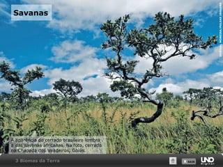 X SAIRX SAIR
Savanas
A aparência do cerrado brasileiro lembra
a das savanas africanas. Na foto, cerrado
na Chapada dos Veadeiros, Goiás.
DORIVALMOREIRA/PULSARIMAGENS
3 Biomas da Terra
 