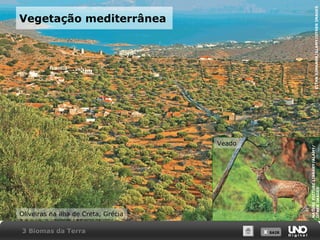 X SAIRX SAIR
Vegetação mediterrânea
Oliveiras na ilha de Creta, Grécia
EITANSIMANOR/ALAMY/OTHERIMAGES
Veado
NATUREPICTURELIBRARY/ALAMY/
OTHERIMAGES
3 Biomas da Terra
 