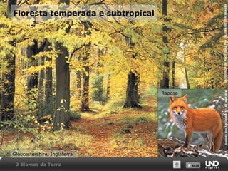 X SAIRX SAIR
Floresta temperada e subtropical
Gloucestershire, Inglaterra
DAVIDNOTONPHOTOGRAPHY/ALAMY/OTHERIMAGES
Raposa
DARRELGULIN/CORBIS/LATINSTOCK
3 Biomas da Terra
 