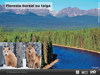 X SAIRX SAIR
Floresta boreal ou taiga
Canadá
LPHOTO/ALAMY/OTHERIMAGES
Lobo
JOHNCONRAD/CORBIS/LATINSTOCK
3 Biomas da Terra
 