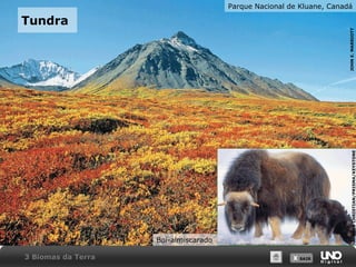X SAIRX SAIR
Tundra
Parque Nacional de Kluane, Canadá
JOHNE.MARRIOTT
Boi-almiscarado
HEEBCHRISTIAN/PRISMA/KEYSTONE
3 Biomas da Terra
 