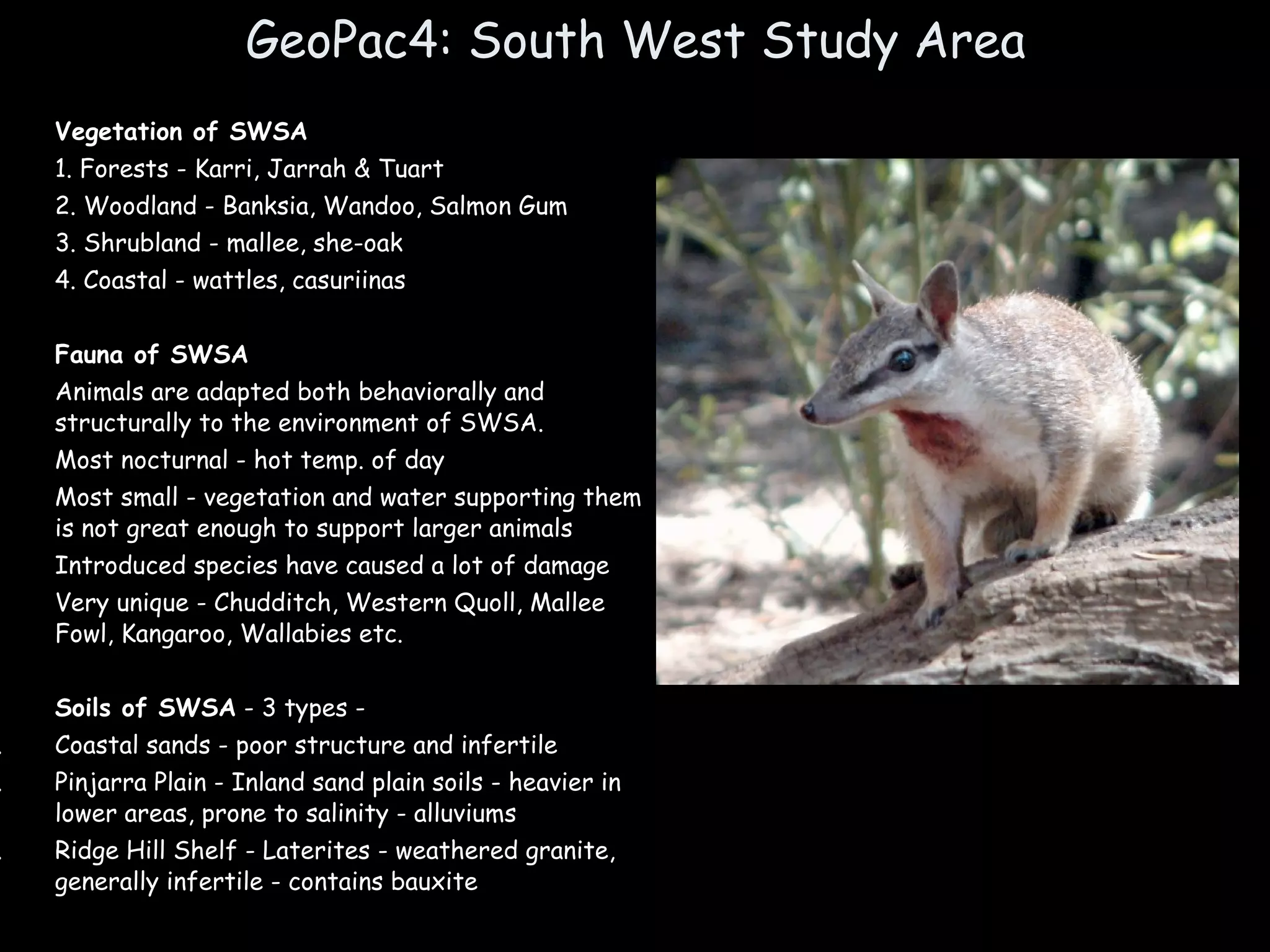 GeoPac4: South West Study Area Vegetation of SWSA   1. Forests - Karri, Jarrah & Tuart 2. Woodland - Banksia, Wandoo, Salmon Gum 3. Shrubland - mallee, she-oak 4. Coastal - wattles, casuriinas Fauna of SWSA   Animals are adapted both behaviorally and structurally to the environment of SWSA. Most nocturnal - hot temp. of day Most small - vegetation and water supporting them is not great enough to support larger animals Introduced species have caused a lot of damage Very unique - Chudditch, Western Quoll, Mallee Fowl, Kangaroo, Wallabies etc. Soils of SWSA  - 3 types -  Coastal sands - poor structure and infertile Pinjarra Plain - Inland sand plain soils - heavier in lower areas, prone to salinity - alluviums Ridge Hill Shelf - Laterites - weathered granite, generally infertile - contains bauxite 