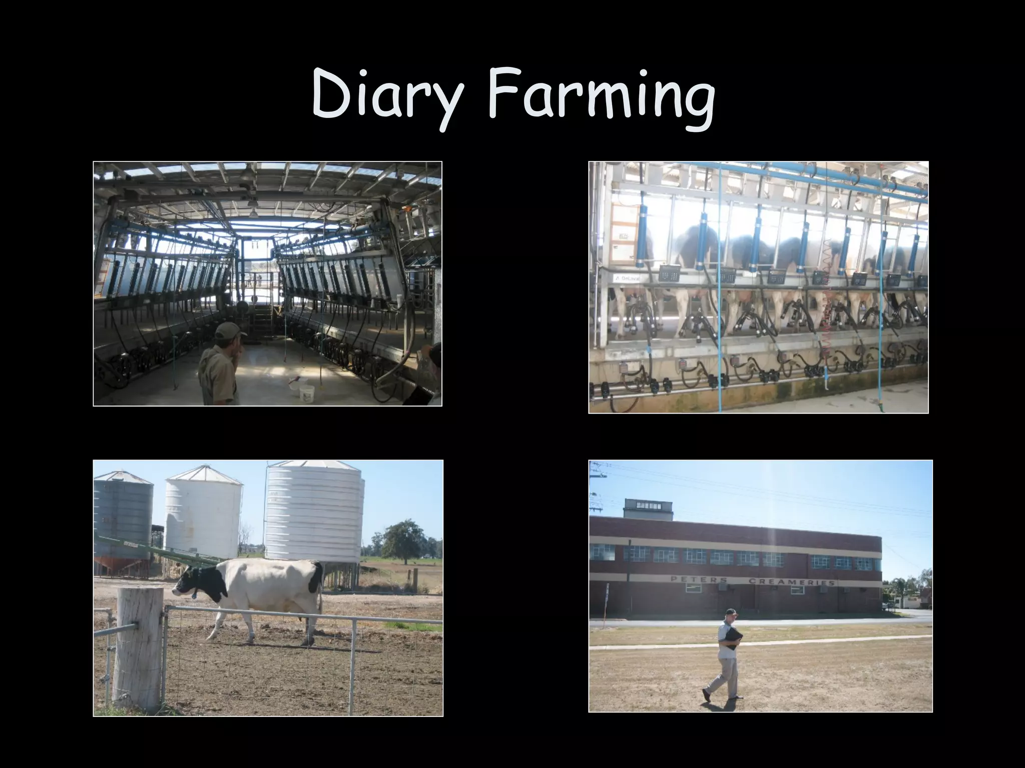 Diary Farming 