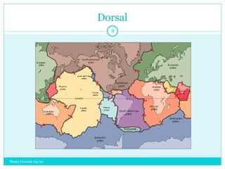 Dorsal
                       8




Nuno Correia 09/10
 