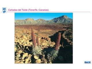 Cañadas del Teide (Tenerife, Canarias) Doc.31 