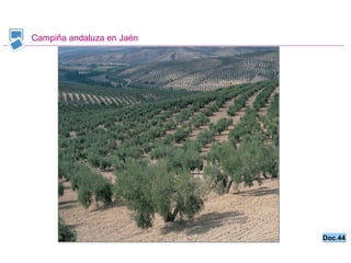 Campiña andaluza en Jaén Doc.44 