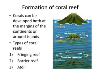 Formation of coral reef
• Corals can be
developed both at
the margins of the
continents or
around islands
• Types of coral
reefs
1) Fringing reef
2) Barrier reef
3) Atoll
 