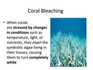 Coral Bleaching
• When corals
are stressed by changes
in conditions such as
temperature, light, or
nutrients, they expel the
symbiotic algae living in
their tissues, causing
them to turn completely
white
 