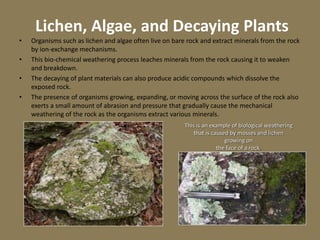 Lichen, Algae, and Decaying Plants
• Organisms such as lichen and algae often live on bare rock and extract minerals from the rock
by ion-exchange mechanisms.
• This bio-chemical weathering process leaches minerals from the rock causing it to weaken
and breakdown.
• The decaying of plant materials can also produce acidic compounds which dissolve the
exposed rock.
• The presence of organisms growing, expanding, or moving across the surface of the rock also
exerts a small amount of abrasion and pressure that gradually cause the mechanical
weathering of the rock as the organisms extract various minerals.
This is an example of biological weathering
that is caused by mosses and lichen
growing on
the face of a rock.
 