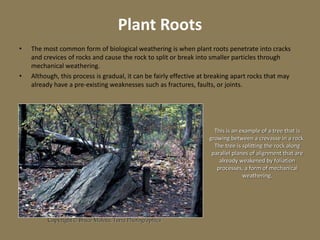 Plant Roots
• The most common form of biological weathering is when plant roots penetrate into cracks
and crevices of rocks and cause the rock to split or break into smaller particles through
mechanical weathering.
• Although, this process is gradual, it can be fairly effective at breaking apart rocks that may
already have a pre-existing weaknesses such as fractures, faults, or joints.
Copyright © Bruce Molnia, Terra Photographics
This is an example of a tree that is
growing between a crevasse in a rock.
The tree is splitting the rock along
parallel planes of alignment that are
already weakened by foliation
processes, a form of mechanical
weathering.
 