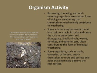 Organism Activity
• Burrowing, tunneling, and acid-
secreting organisms are another form
of biological weathering that
chemically or mechanically contribute
to weathering.
• Some animals may burrow or tunnel
into rocks or cracks in rocks and cause
the rock to break down and
disintegrate. Small animals, worms,
termites, and other insects, often
contribute to this form of biological
weathering.
• Some organisms, such as snails,
barnacles, or limpets, attach
themselves to rocks and secrete acid
acids that chemically dissolve the
rock surface.
The periwinkle snails on this rock are
secreting acids that dissolve the rock.
This picture is taken from a volcanic
shoreline in Hawaii.
 