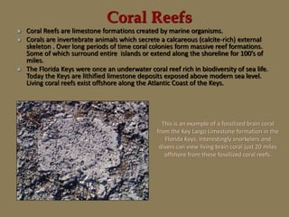 Coral Reefs
 Coral Reefs are limestone formations created by marine organisms.
 Corals are invertebrate animals which secrete a calcareous (calcite-rich) external
skeleton . Over long periods of time coral colonies form massive reef formations.
Some of which surround entire islands or extend along the shoreline for 100’s of
miles.
 The Florida Keys were once an underwater coral reef rich in biodiversity of sea life.
Today the Keys are lithified limestone deposits exposed above modern sea level.
Living coral reefs exist offshore along the Atlantic Coast of the Keys.
This is an example of a fossilized brain coral
from the Key Largo Limestone formation in the
Florida Keys. Interestingly snorkelers and
divers can view living brain coral just 20 miles
offshore from these fossilized coral reefs.
 