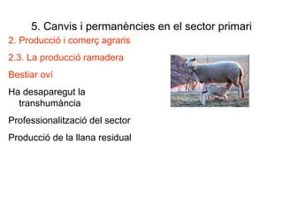 5. Canvis i permanències en el sector primari 2. Producció i comerç agraris 2.3. La producció ramadera Bestiar oví Ha desaparegut la transhumància Professionalització del sector Producció de la llana residual 