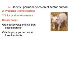 5. Canvis i permanències en el sector primari 2. Producció i comerç agraris 2.3. La producció ramadera Bestiar porquí Gran desenvolupament i gran especialització Cria de porcs per a consum fresc i embotits 