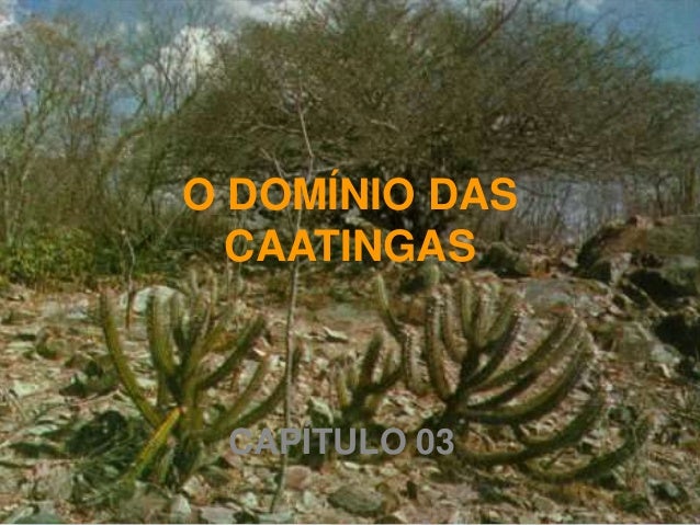 O que destrói a Caatinga?