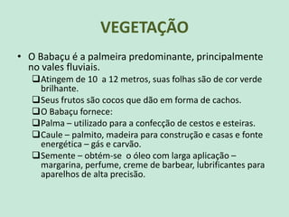 VEGETAÇÃO
• O Babaçu é a palmeira predominante, principalmente
no vales fluviais.
Atingem de 10 a 12 metros, suas folhas são de cor verde
brilhante.
Seus frutos são cocos que dão em forma de cachos.
O Babaçu fornece:
Palma – utilizado para a confecção de cestos e esteiras.
Caule – palmito, madeira para construção e casas e fonte
energética – gás e carvão.
Semente – obtém-se o óleo com larga aplicação –
margarina, perfume, creme de barbear, lubrificantes para
aparelhos de alta precisão.
 