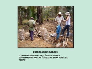 EXTRAÇÃO DO BABAÇU
O EXTRATIVISMO DO BABAÇU É UMA ATIVIDADE
COMPLEMENTAR PARA AS FAMÍLIAS DE BAIXA RENDA DA
REGIÃO
 
