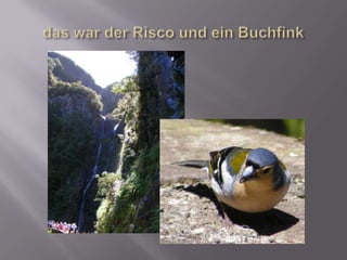 das war der Risco und ein Buchfink
