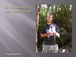 Im Tannenwaldauf 1.600m HöheFrogs, GCWVTR