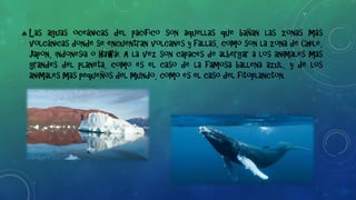  Las aguas oceánicas del pacífico son aquellas que bañan las zonas más
volcánicas donde se encuentran volcanes y fallas, como son la zona de Chile,
Japón, indonesia o Hawái. A la vez son capaces de albergar a los animales mas
grandes del planeta, como es el caso de la famosa ballena azul, y de los
animales mas pequeños del mundo, como es el caso del fitoplancton.
 