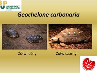 Geochelone carbonaria
Żółw leśny Żółw czarny
 
