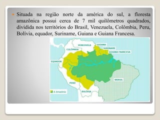  Situada na região norte da américa do sul, a floresta
amazônica possui cerca de 7 mil quilômetros quadrados,
dividida nos territórios do Brasil, Venezuela, Colômbia, Peru,
Bolívia, equador, Suriname, Guiana e Guiana Francesa.
 