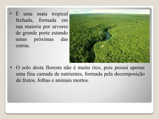 • É uma mata tropical
fechada, formada em
sua maioria por arvores
de grande porte estando
umas próximas das
outras.
• O solo desta floresta não é muito rico, pois possui apenas
uma fina camada de nutrientes, formada pela decomposição
de frutos, folhas e animais mortos.
 