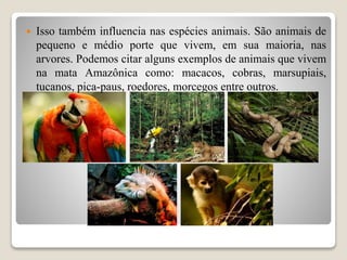  Isso também influencia nas espécies animais. São animais de
pequeno e médio porte que vivem, em sua maioria, nas
arvores. Podemos citar alguns exemplos de animais que vivem
na mata Amazônica como: macacos, cobras, marsupiais,
tucanos, pica-paus, roedores, morcegos entre outros.
 