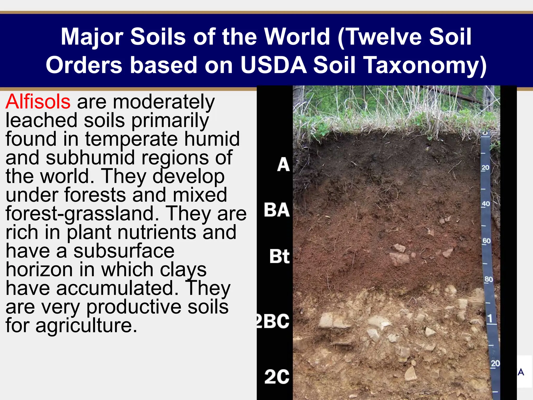Major Soils of the World (Twelve Soil
Orders based on USDA Soil Taxonomy)
Alfisols are moderately
leached soils primarily
found in temperate humid
and subhumid regions of
the world. They develop
under forests and mixed
forest-grassland. They are
rich in plant nutrients and
have a subsurface
horizon in which clays
have accumulated. They
are very productive soils
for agriculture.
17
 